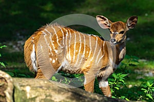 Baby Nyala Antelope - Tragelaphus angasii. Wild life animal