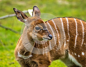 Baby Nyala Antelope - Tragelaphus angasii. Wild life animal