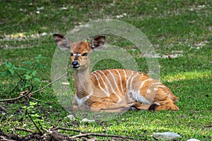 Baby Nyala Antelope - Tragelaphus angasii. Wild life animal photo