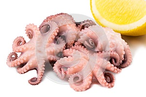 Baby octopus with lemon on white background