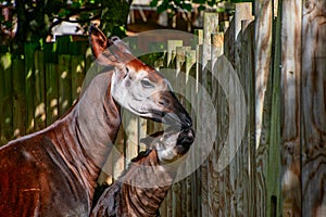 Baby Okapi with her mum