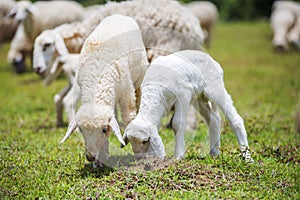 Baby and old sheep on grass