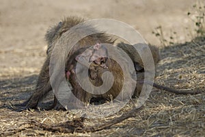 Baby Olive baboon  Papio anubis bitting on its mothers leg