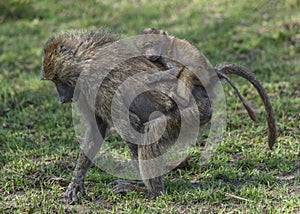 Baby Olive baboon Papio anubis riding on mother`s back