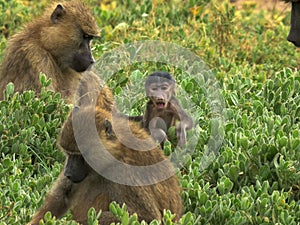 Baby olive baboon and troop at amboseli