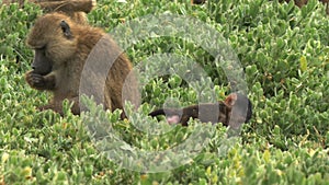 Baby olive baboon and troop at amboseli