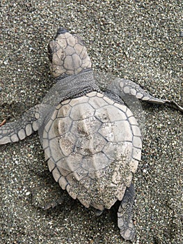 Un bambino oliva il mare tartaruga 