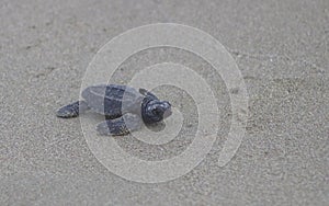 Baby olive ridley sea turtle