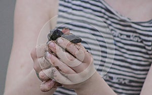 Baby olive ridley sea turtle release