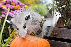 Baby Opossum