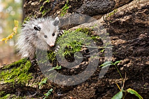 Baby Opossum