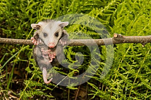 Baby Opossum