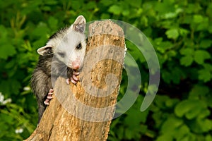 Baby Opossum