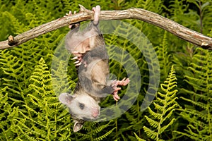 Baby Opossum