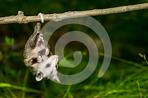 Baby Opossum