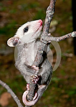 Baby Opossum