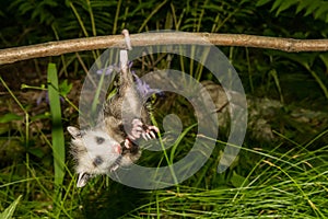 Baby Opossum