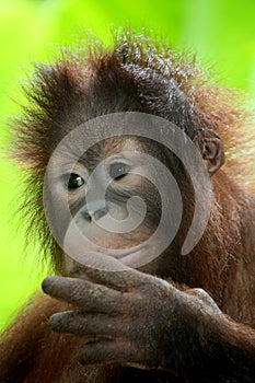 Baby orang utan photo