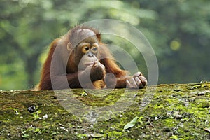 Baby Orang Utan is eating