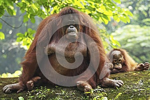 Baby Orang Utan and Mother