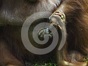 Baby Orang Utan and Mother