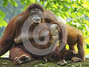 Baby Orang Utan and Mother