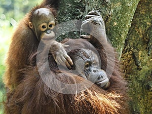 Baby Orang Utan and Mother