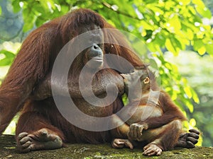 Baby Orang Utan and Mother