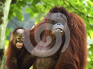 Baby Orang Utan and Mother