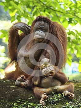 Baby Orang Utan and Mother