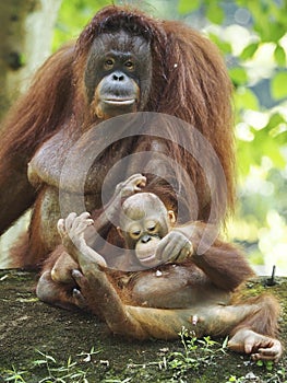 Baby Orang Utan and Mother