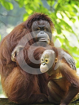 Baby Orang Utan and Mother