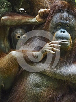 Baby Orang Utan and Mother