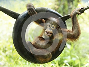 Baby Orang Utan is playing with expression