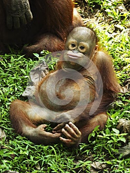 Baby Orang Utan is playing with expression