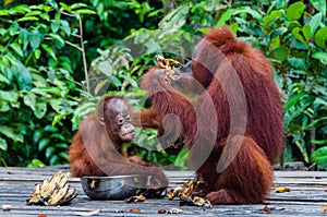 Baby Orang Utan sitting in a bowl with his mother