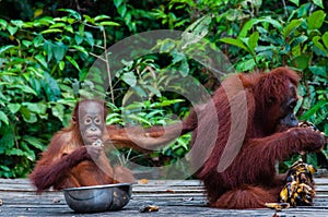 Baby Orang Utan sitting in a bowl and his mother