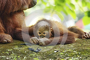 Baby Orang Utan is taking a rest