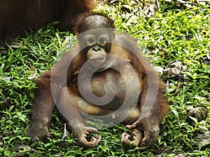 Baby Orang Utan is watching