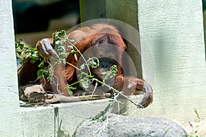 Baby orang utang in the zoo