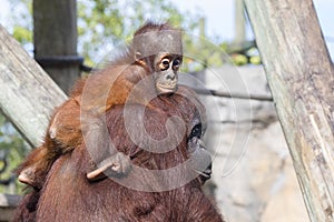 Baby Orangutan