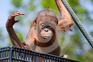 Baby Orangutan