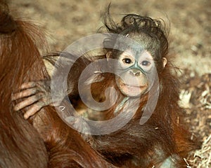 Baby orangutan