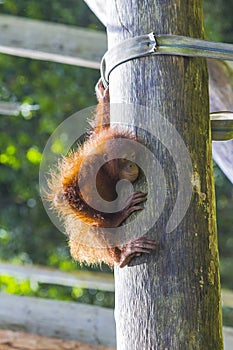 Baby orangutan