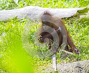 Baby orangutan