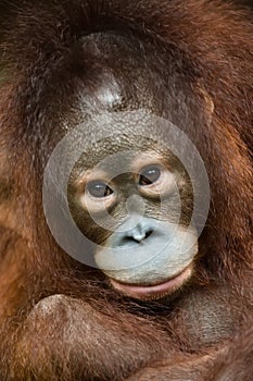 Baby orangutan