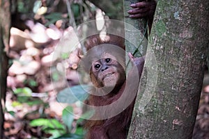 Baby orangutan