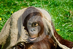 Baby orangutan