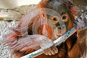 Baby orangutan in captivity