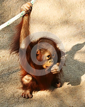 A Baby Orangutan Chews on a Stick